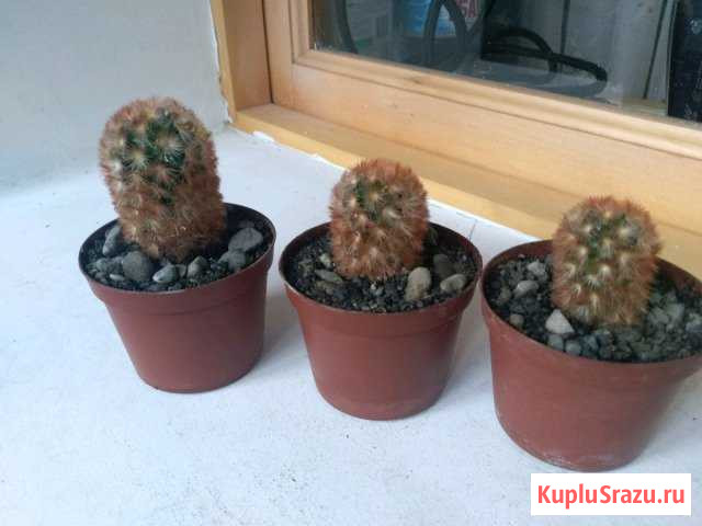 Кактус Владикавказ - изображение 1