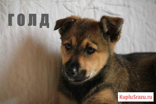 Ищем дом Ярославль - изображение 1