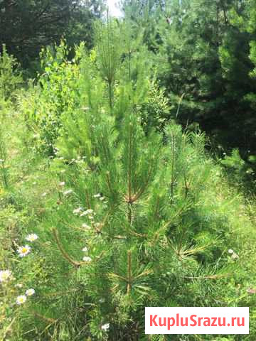 Сосна Кисловодск - изображение 1