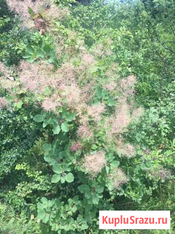 Скумпия Кисловодск - изображение 1