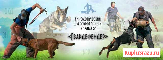 Дрессировка собак Тверь - изображение 1