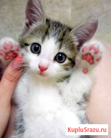 Отдам в добрые руки котёнка. К латку приучен, ласк Климовск - изображение 1