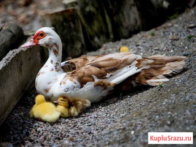 Яйца Клин - изображение 1