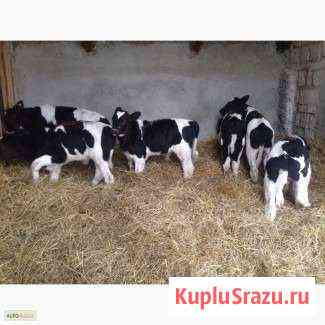 Телята оптом и в розницу Красногорск