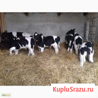 Телята оптом и в розницу Красногорск - изображение 1