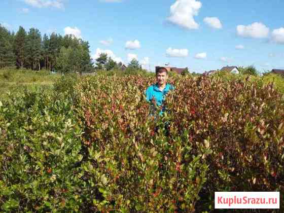 Для озеленения городских и частных объектов Электрогорск