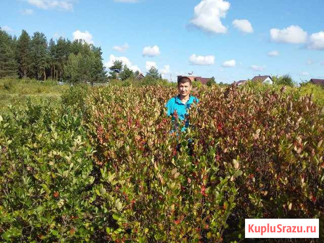 Для озеленения городских и частных объектов Электрогорск - изображение 1