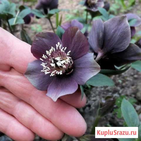 Морозники - черный, восточный и кавказикум Пушкино - изображение 1