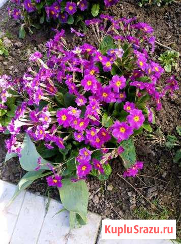 Примула Чехов - изображение 1