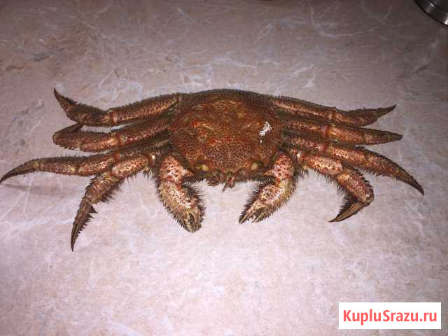 Краб волосатик Домодедово - изображение 1