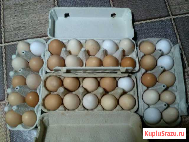 Яйцо куриное Егорьевск - изображение 1