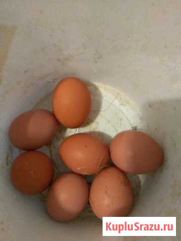 Яйцо домашнее куриное Звенигород - изображение 1