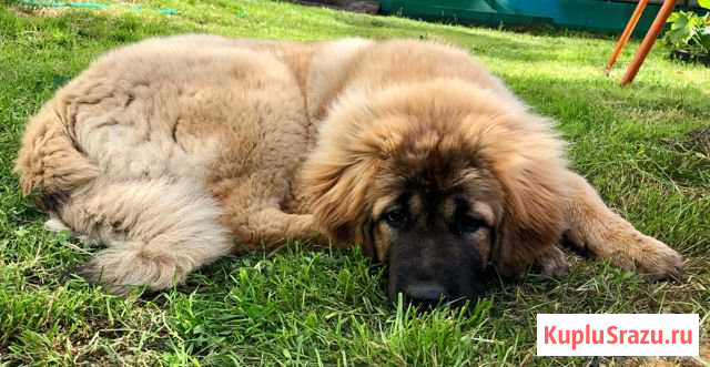 Высокопородные дети чемпионов Шатура - изображение 1