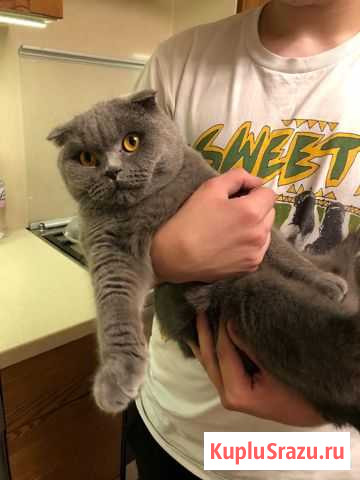 Отдадим Британца в хорошие руки Мосрентген - изображение 1