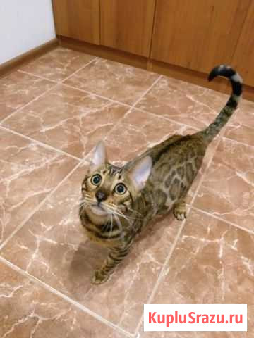 Бенгальская Люберцы - изображение 1