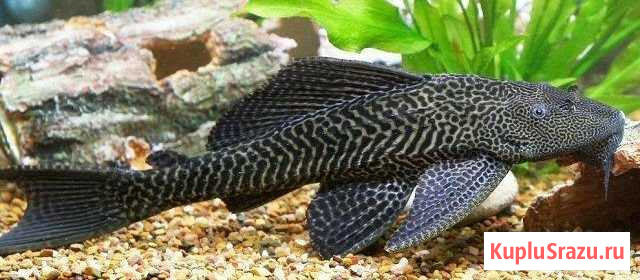 Плекостомус Одинцово - изображение 1