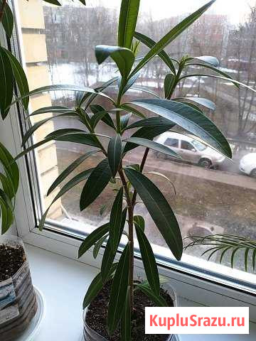 Олеандр Пушкино - изображение 1