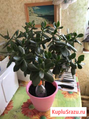 Денежное дерево Видное - изображение 1