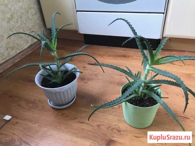 Алое Видное - изображение 1