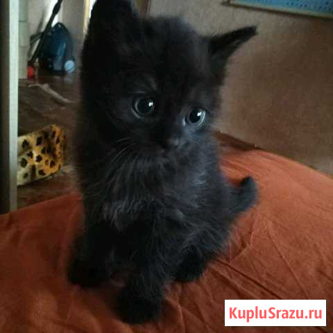 Шотландский прямоухий котенок Хотьково - изображение 1