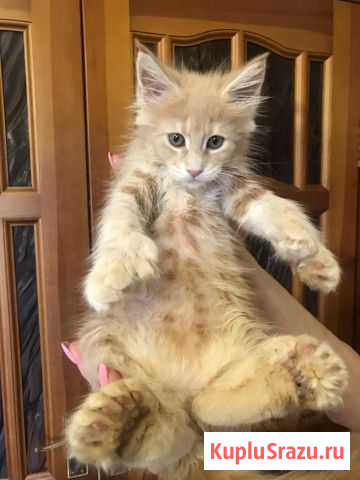 Котята полидакты Наро-Фоминск - изображение 1