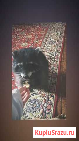 Продаю енота полоскуна Верея - изображение 1