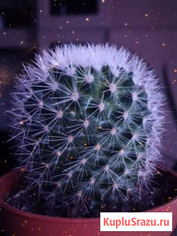 Кактус Люберцы - изображение 1