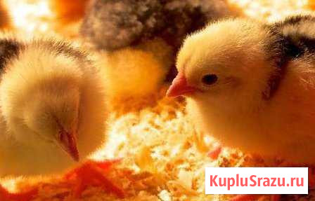 Цыплята Пушкинские. яйцо инкубационное Горячий Ключ - изображение 1