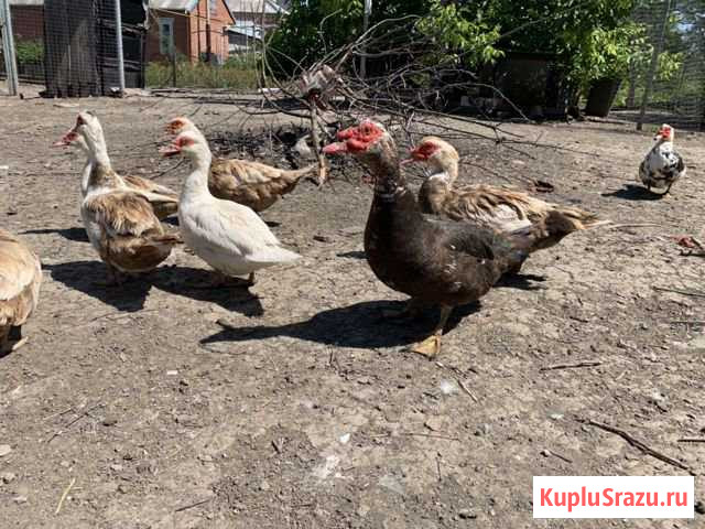 Утки Каневская - изображение 1
