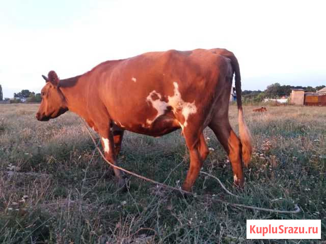 Корова Белореченск - изображение 1