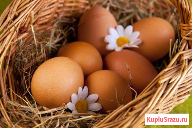 Яйца домашние продаю Геленджик - изображение 1