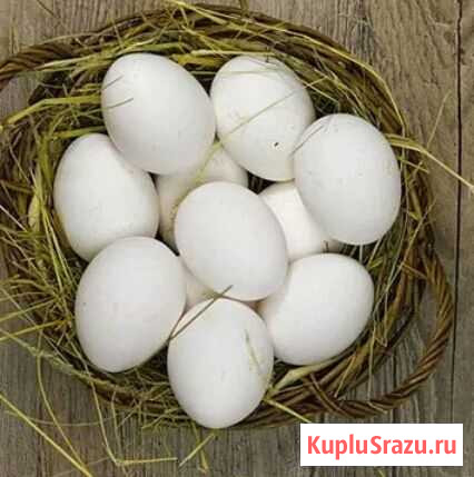 Домашние куринные яйца Белореченск - изображение 1