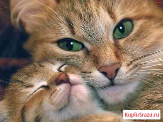Очаровательные котята в добрые руки Абинск