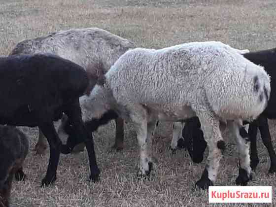 Продаются барашки Кавказская