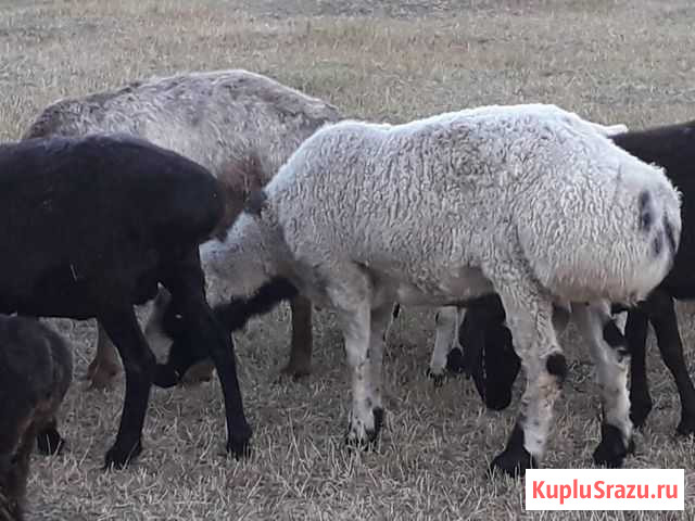 Продаются барашки Кавказская - изображение 1