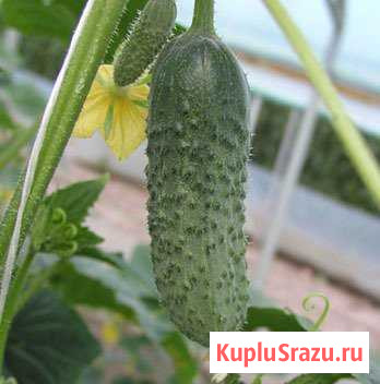 Семена огурца Курганинск - изображение 1