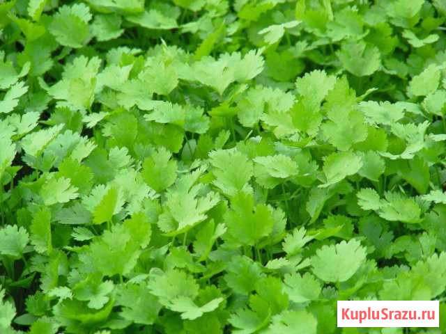 Кориандр Карибе, семена Курганинск - изображение 1