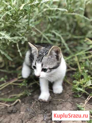 Бесплатно котята Азов - изображение 1