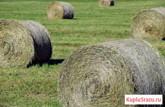 Сено Горный Щит - изображение 1