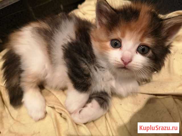 Красивые здоровые котята Афонино - изображение 1