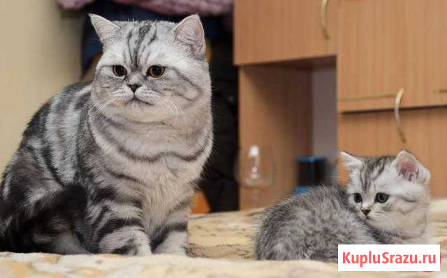 Британец Котлас - изображение 1