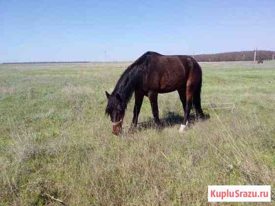 Продаю 3-х летнего жеребца орловской породы Романовская