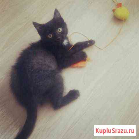 Котенок Оливер Нижний Тагил