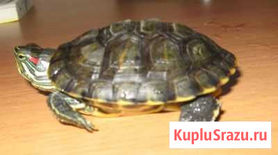 Черепаха Нижнекамск - изображение 1