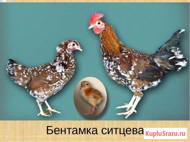 Бентамка ситцевая и снежинка Белоярский - изображение 1