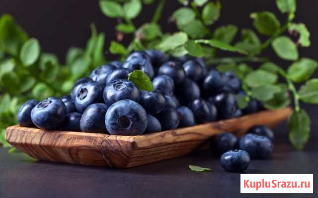 Черника лесная Луга - изображение 1