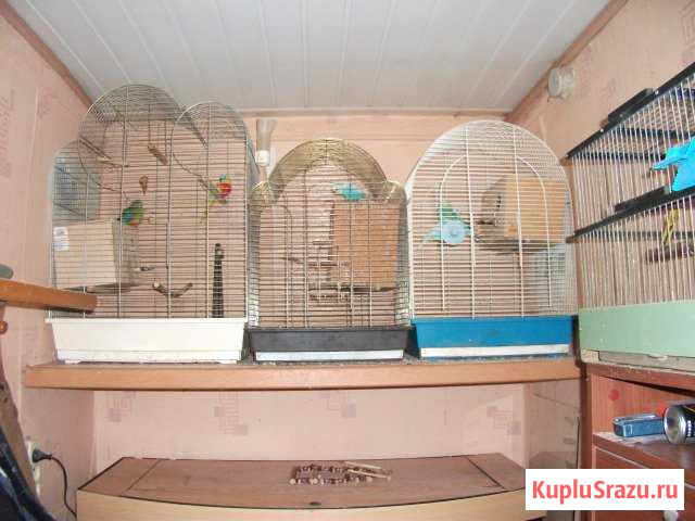 Волнистые попугаи Сланцы - изображение 1