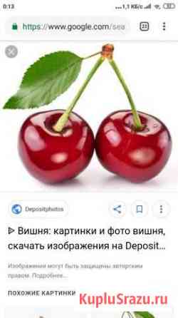 Вишня Троицк