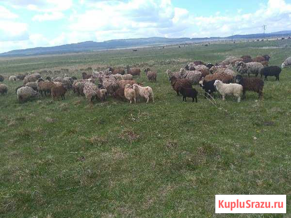 Продам овец, баран, ягнят Чебаркуль - изображение 1
