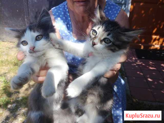 Котята в добрые руки Лукоянов - изображение 1